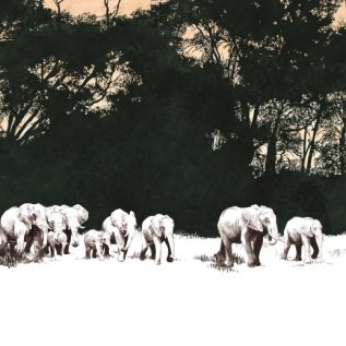 Auf nach «Afrika!»: Eine Reise zu Mensch, Tier und Natur der Savannen