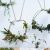 Blumen binden und Kränze winden: Anleitung für hängenden Raumschmuck